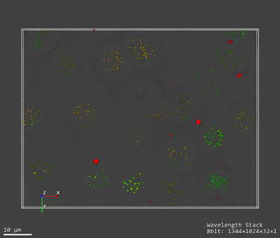 直播预告：显微图像的定性与定量，Aivia 人工智能分析全流程