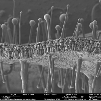 制备烟草叶样品用于扫描电镜观察