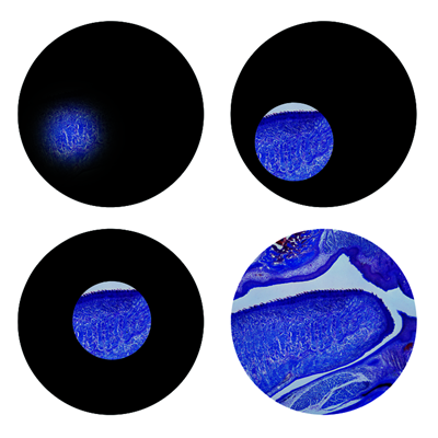 柯勒照明：简史介绍和设置的5个简单步骤