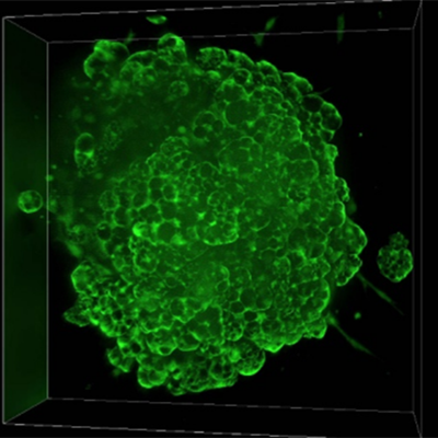 首届“徕伯杯”3D细胞培养和类器官摄影大赛活动通知