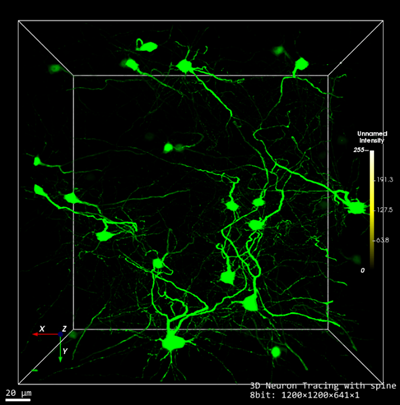 直播回顾：AI 助力神经元的自动分析