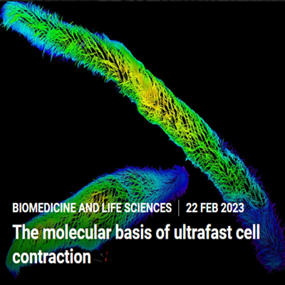 LIGHTNING揭示原生动物细胞超快速运动的纤维结构
