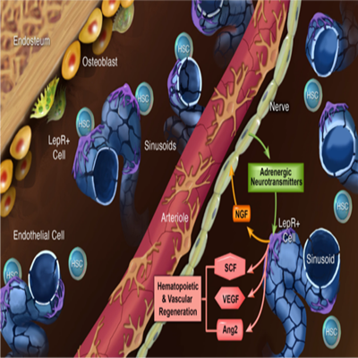 沈博实验室利用半骨透明化技术揭示骨髓移植后神经促进造血干细胞和血管再生的机制