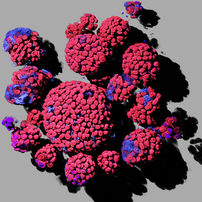 助力类器官成像，徕卡显微成像系统解决方案第一弹