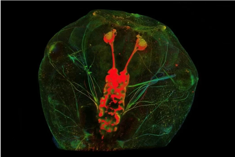 显微课堂 | 基于激光的视神经再生研究新方法