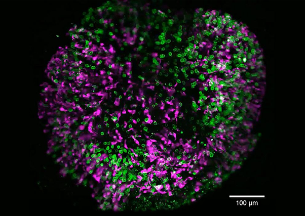 药物发现中的体外药效学、 细胞药理和类器官研究
