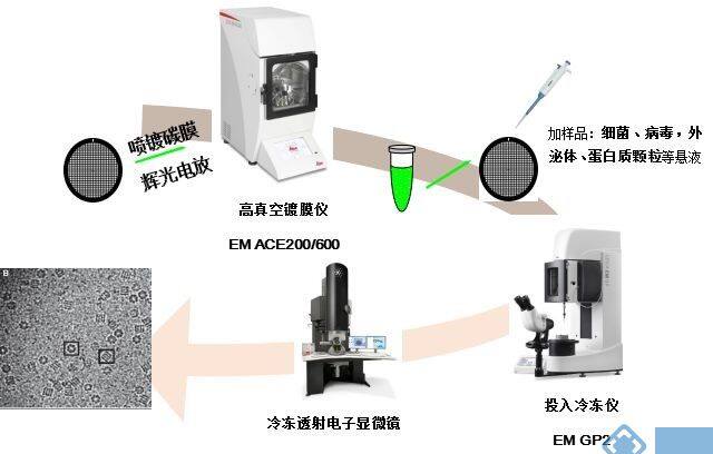 徕卡电镜解决方案 —— 让病毒无所遁形
