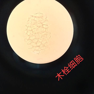 徕卡征文大赛好文分享|我第一次使用显微镜